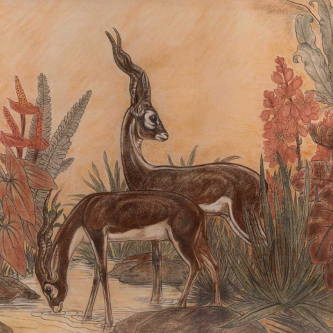 Antilopes cervicape. Vers 1228.